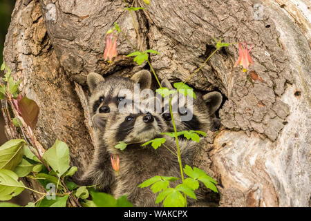 USA, Minnesota, Pine County. Captive raccoon babies. Credit as: Cathy and Gordon Illg / Jaynes Gallery / DanitaDelimont.com Stock Photo