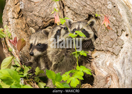 USA, Minnesota, Pine County. Captive raccoon babies. Credit as: Cathy and Gordon Illg / Jaynes Gallery / DanitaDelimont.com Stock Photo