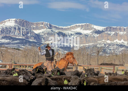 Calf branding at the Theodore Roosevelt Memorial Ranch near Dupuyer, Montana, USA Stock Photo