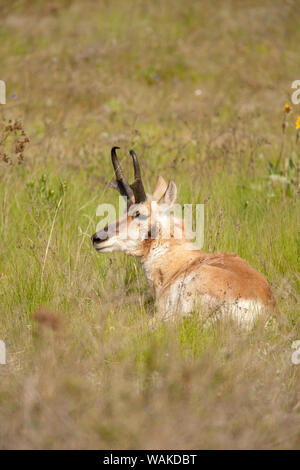 National Bison Range, Montana, USA. Male pronghorn resting in a meadow Stock Photo