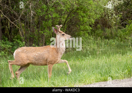 Bozeman, Montana, USA. Male mule deer with early antlers beside a rural road. Stock Photo