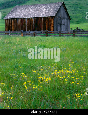 USA, Oregon. Barn and wildflowers in spring at The Nature Conservancy's Zumwalt Prairie Preserve, this area protects North America's largest remaining intact bunch grass prairie.