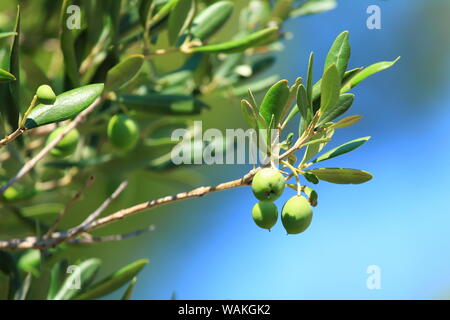 Green olives on tree, blue background, Dalmatia (Croatia) Stock Photo