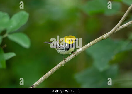 Black-throated green warbler (Dendroica virens) foraging. Stock Photo