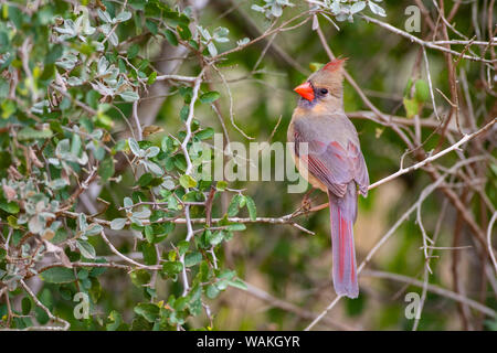 Northern cardinal (Cardinalis cardinalis) female perched. Stock Photo