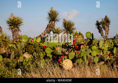 Prickly pear (Opuntia lindheimeri) cactus in bloom. Stock Photo