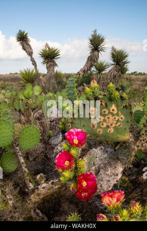 Prickly pear (Opuntia lindheimeri) cactus in bloom. Stock Photo