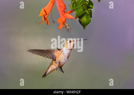 Rufous hummingbird (Selasphorus rufus) flying. Stock Photo