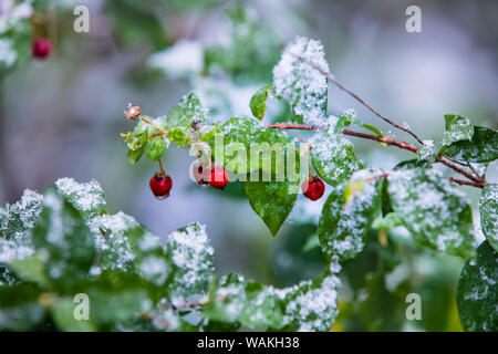 Manzanita bush (Malpighia glabra) after snow. Stock Photo