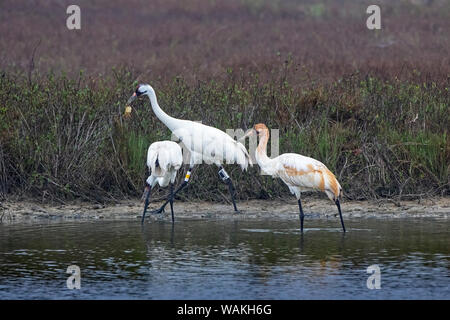 Whooping cranes (Grus americana) adults and young feeding on crabs. Stock Photo