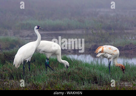 Whooping cranes (Grus americana) family group feeding. Stock Photo