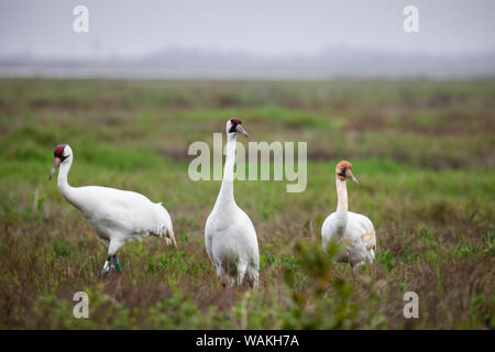 Whooping cranes (Grus americana) family feeding in salt marsh. Stock Photo