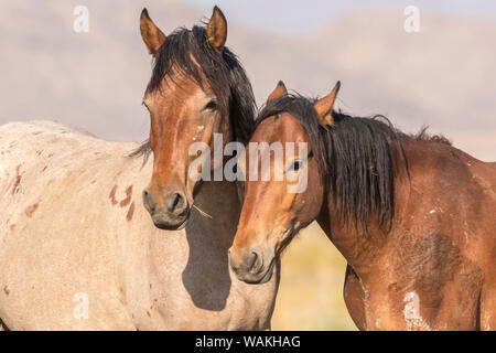 USA, Utah, Tooele County. Wild horses close-up. Credit as: Cathy and Gordon Illg / Jaynes Gallery / DanitaDelimont.com Stock Photo