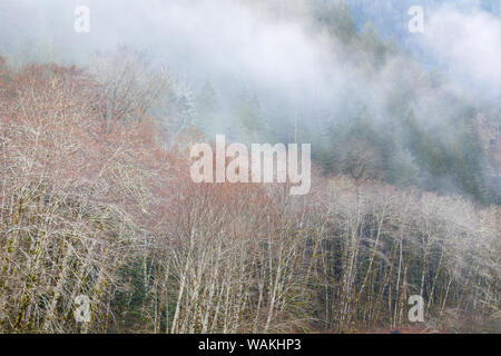 USA, Washington State, Olympic National Forest. Fog and forest in winter. Credit as: Don Paulson / Jaynes Gallery / DanitaDelimont.com Stock Photo