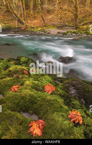 USA, Washington State, Olympic National Forest. Bigleaf maple leaves on moss-covered river bank. Credit as: Don Paulson / Jaynes Gallery / DanitaDelimont.com Stock Photo