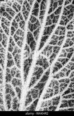 USA, Washington State, Seabeck. Frost-covered foxglove leaf in black and white. Credit as: Don Paulson / Jaynes Gallery / DanitaDelimont.com Stock Photo