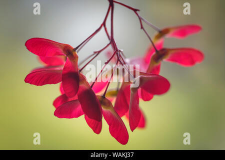USA, Washington State, Seabeck. Maple seed pods close-up. Credit as: Don Paulson / Jaynes Gallery / DanitaDelimont.com Stock Photo