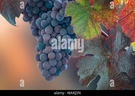 USA, Washington State, Seabeck. Close-up of grapes on vine. Credit as: Don Paulson / Jaynes Gallery / DanitaDelimont.com Stock Photo