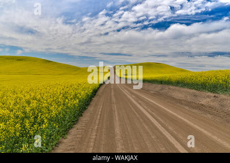 Dirt road through canola fields in Eastern Washington Palouse Country Stock Photo
