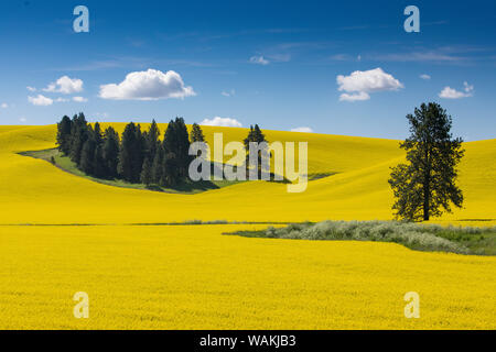 Canola fields with pine trees near Kamak Butte, Eastern Washington Stock Photo