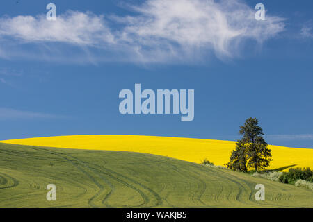 Canola fields with pine trees near Kamak Butte, Eastern Washington Stock Photo