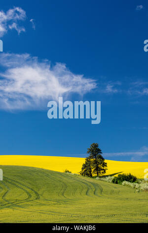 Canola fields with pine trees near Kamak Butte, Eastern Washington Stock Photo