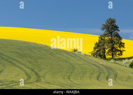 Canola fields with pine trees near Kamak Butte, Eastern Washington Stock Photo