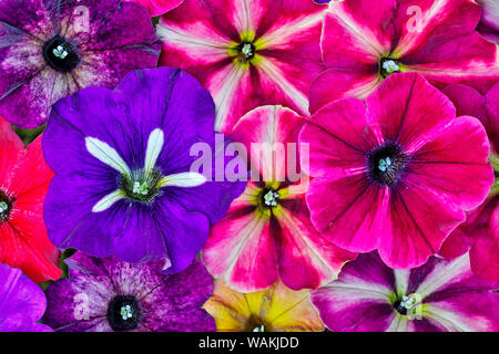 Variety of petunia flowers in pattern, Sammamish Washington Stock Photo