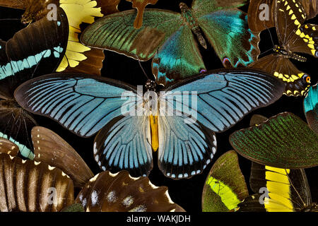 Butterflies grouped together to make pattern with African Blue, Papilio zalmoxis, Sammamish, Washington State Stock Photo