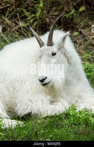 Eatonville, Washington State, USA. Mountain goat resting in Northwest Trek Wildlife Park. Stock Photo