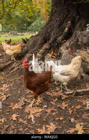 Issaquah, Washington State, USA. Free-ranging chickens underneath a large tree. Varieties shown are Rhode Island Red, White Leghorn, Barred Rock and Buff Orpington. (PR)