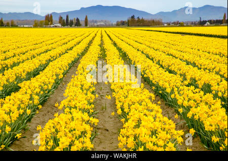 Mount Vernon, Washington State, USA. Field of yellow daffodils. Stock Photo