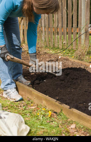 Sammamish, Washington State, USA. Woman spreading compost in her small kitchen garden. (MR, PR) Stock Photo