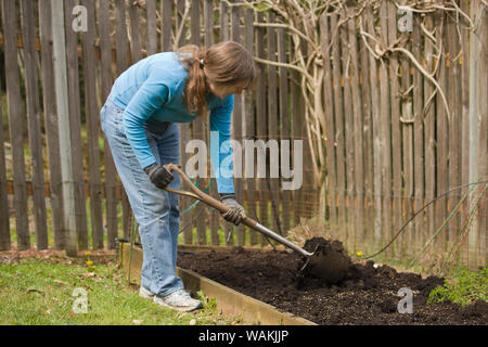 Sammamish, Washington State, USA. Woman using shovel to mix compost into the soil of a small kitchen garden. (MR, PR) Stock Photo