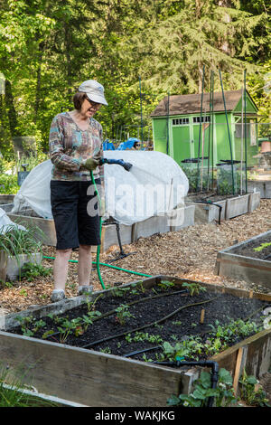 Issaquah, Washington State, USA. Woman hand-watering her raised bed garden after planting starts and seeds in a community garden. (MR, PR) Stock Photo