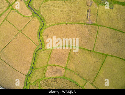Paddy Plant Plantation Flat Lay Airscape Photo. Countryside Rice Food Agricultural Field Production and River Natural. Terrace Farm Cultivated Landsca Stock Photo