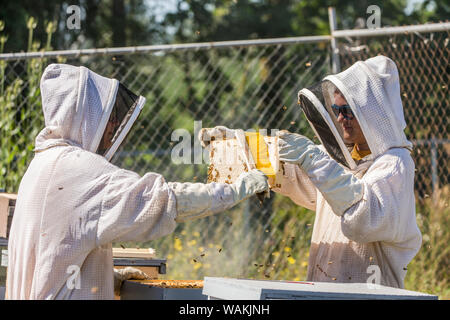 Maple Valley, Washington State, USA. Female beekeeper using a bee brush to brush the bees off of a fully capped frame that is ready for harvesting. (Editorial Use Only) Stock Photo