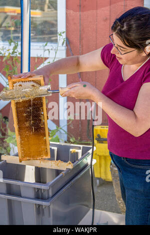 Woman uncapping honey in a capped frame, using a hot knife to scrape off the caps. (MR) Stock Photo