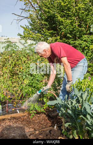 Issaquah, Washington State, USA. Male master gardener watering tomato plants in garden. (MR) Stock Photo