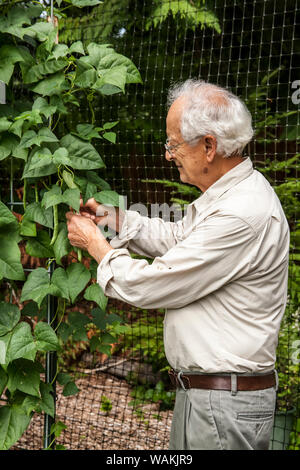 Issaquah, Washington State, USA. Elderly man harvesting Malibu pole green beans from his garden. (MR, PR) Stock Photo