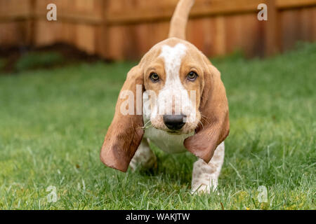 Renton, Washington State, USA. Three month old Basset Hound walking in his yard with some grass in his mouth. (PR)