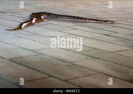 Large python snake, on stone floor. Stock Photo