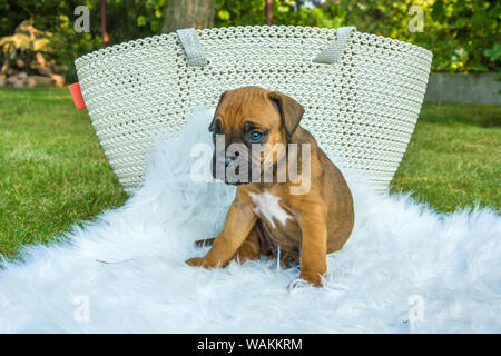 Brown boxer puppy on a blanket in the garden Stock Photo