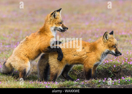 USA, Washington State. Red fox kits playing. Stock Photo