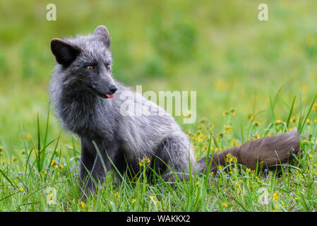 USA, Washington State. Red fox vixen. Stock Photo