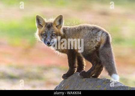 USA, Washington State. Red fox kit. Stock Photo