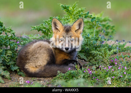 USA, Washington State. Red fox kit. Stock Photo