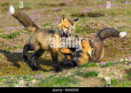 USA, Washington State. Red fox kits. Stock Photo
