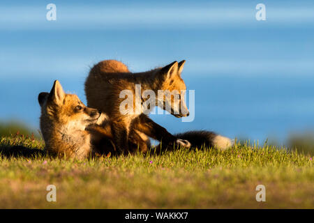 USA, Washington State. Red fox kits playing. Stock Photo