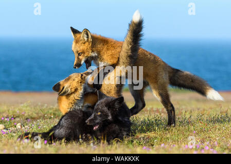 USA, Washington State. Red fox kits playing. Stock Photo